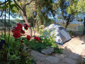 Camping Curtea Pescărușului